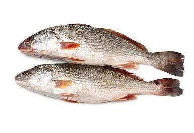 Croaker Fish