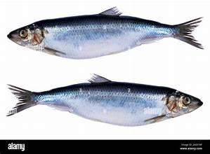 Herring (Sardine) Fish
