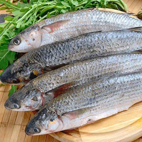 Mullet Fish