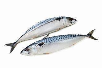 Scumbia Fish Big