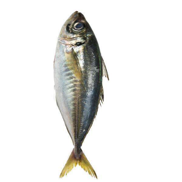 Kote Fish (Shinny)